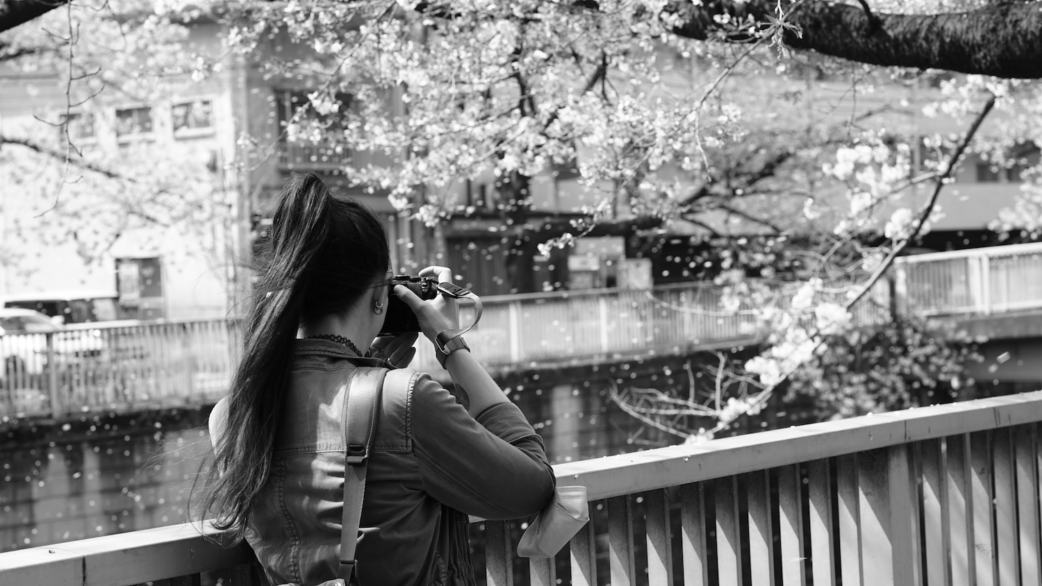 This black and white picture shows a woman, from the waist up, looking away from the viewer. The woman has long, dark hair, tied to a high pony tail, but still reaching below the shoulderblades. The hair is slightly blowing in the wind. She is standing next to a railing, some distance away is a paralell railing on top of concrete brick wall, enclosing an artificial gorge. On the other side of the gorge there is a street with out of focus buildings along it. On the top right edge of the picture, a dark, thick tree branch grows to the left, thinner branches ladden with white blossoms hanging down. The woman is on the left side of the image and looking towards the center-right. She is holding a camera pointed towards one of the smaller branches. The breese that has caught her hair, also shook lose a lof of the cherry blossom petals, that can be seen out of focus over the whole picture, reflecting the light and giving the whole scene a dream-like atmosphere. The petals almost seem like stars or glitter sprinkled across the reality.