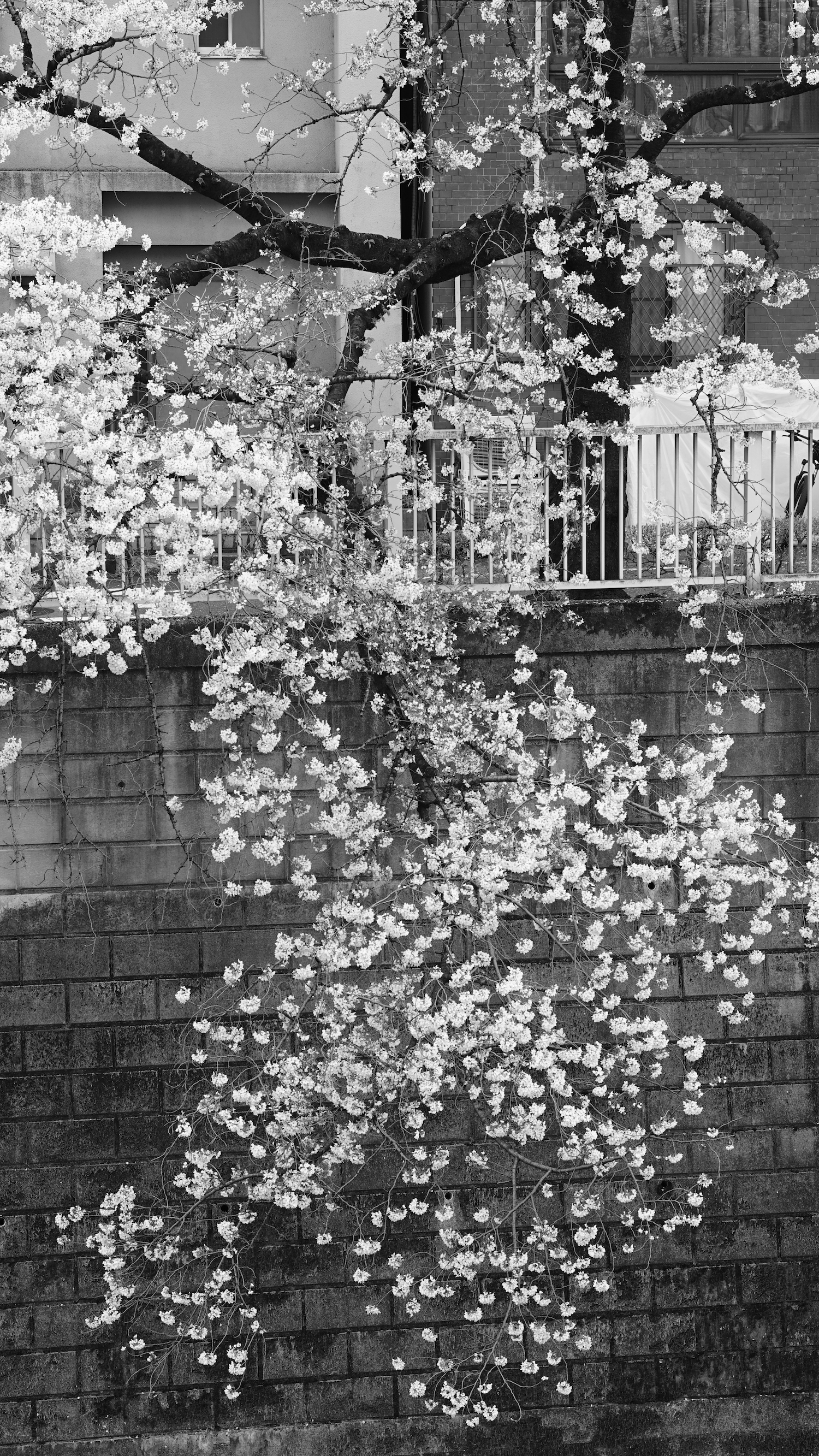 This black and white image shows a cherry tree in full bloom. The tree grows on top of a wall, in front of some buildings. The ground level, where the tree starts to grow marks roughly the upper third of the vertical image. One of the branches reaches down the wall, almost reaching the bottom of the picture. The almost black fo the bark and the brilliant white of the blossoms form a strong contrast to the midtones of the dirty concrete brick wall, and the dirty, slightly run down buildings in the background.