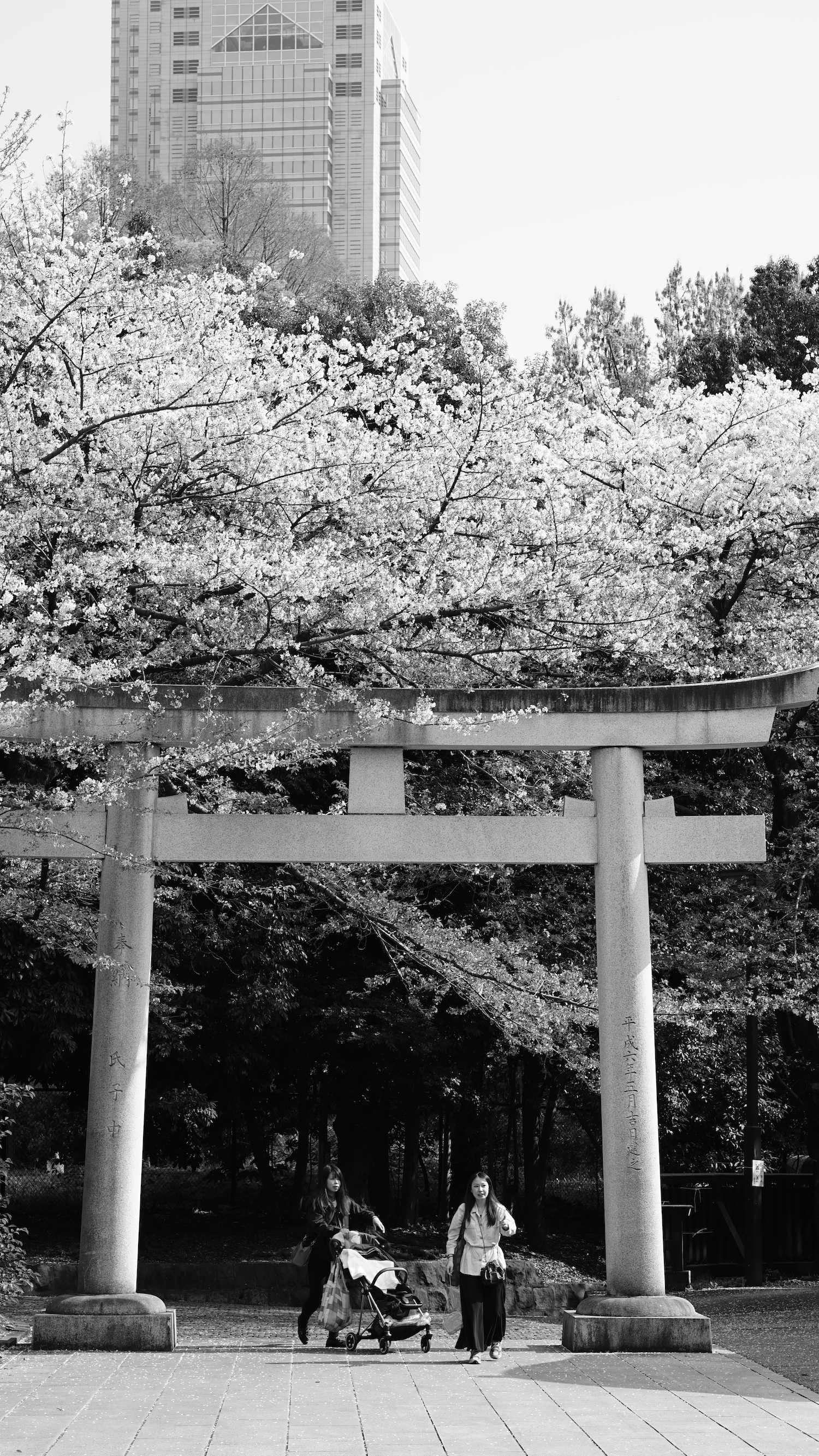 This vertical black and white image shows a stone torii, occupying the lower half of the picture. Two women are walking through the torii towards the viewer, giving scale to the scene - the torii is at least four times the hight of those women. One of them is clothed dark, and pushing a baby buggy, the other is wearing a light top and a dark skirt. In front of the torii the ground is paved with regular stone tiles, behind it there is a small forrest. The small forrest is quite dark, and no details can be seen, but directly above the torii in front of the dark vegetation the brilliantly white crown of a cherry tree in bloom stretches acros the picture. In the distance a part of a skyscaper can be seen, reaching from the top of the trees upwards, with the roof beeing somewhere outside of the frame.